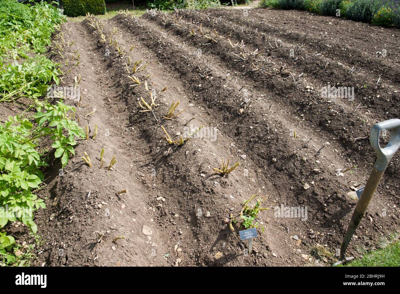 Rows of maturing potato plants, the haulm of some removed to control potato blight. Stock Photo