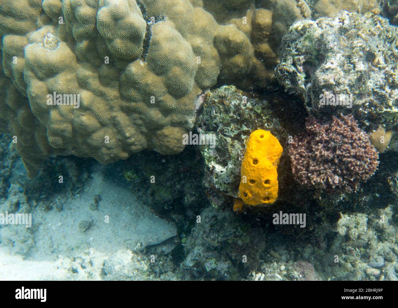 Sponge reef tank hires stock photography and images Alamy