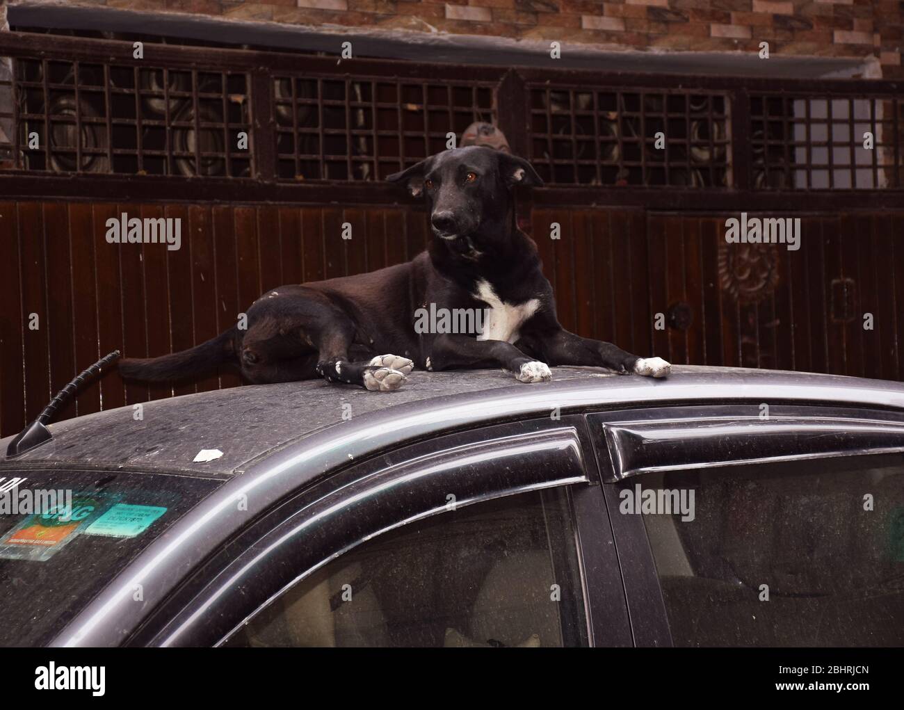 Strange, Weird and Funny Animals - Funny Indian Black Street or Stray Dog sitting on the roof of a car Stock Photo