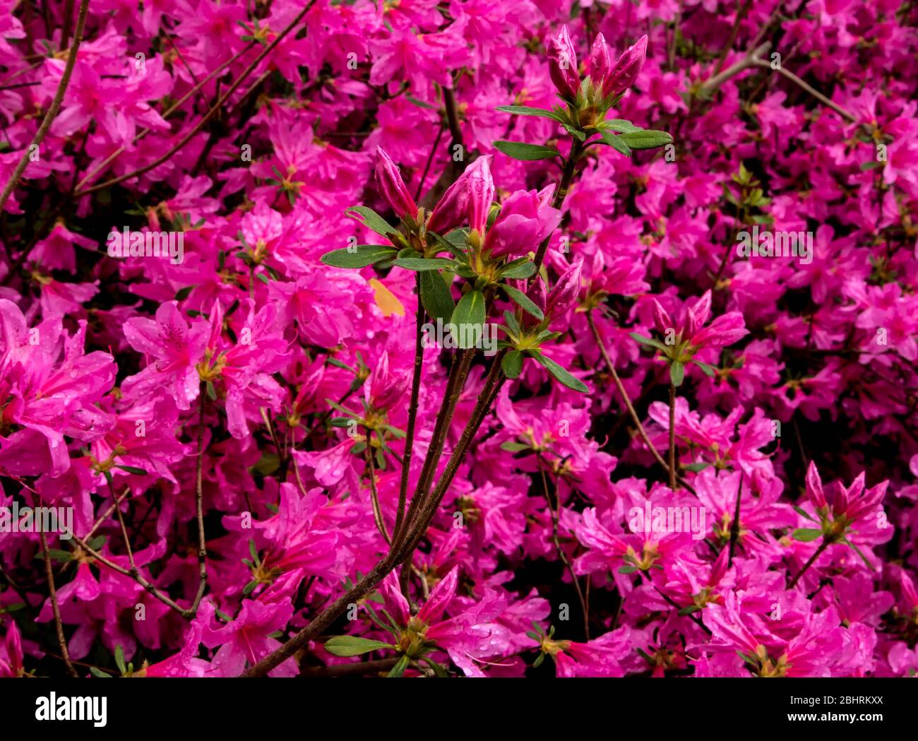 Spring growth hi-res stock photography and images - Alamy