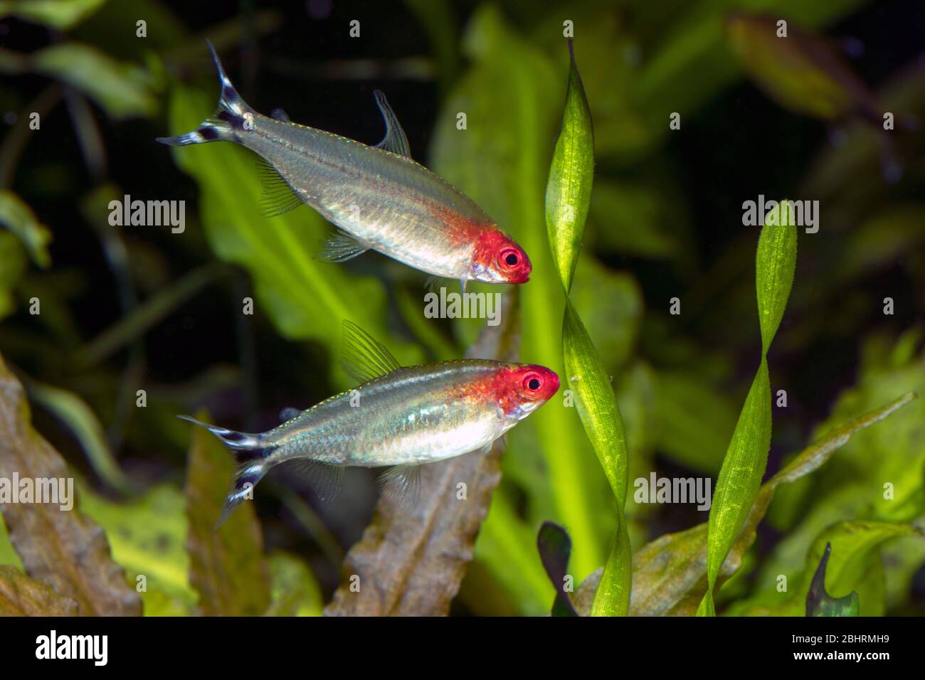 Rummy-nose tetra (Scientific Name: Hemigrammus rhodostomus) in freshwater aquarium Stock Photo