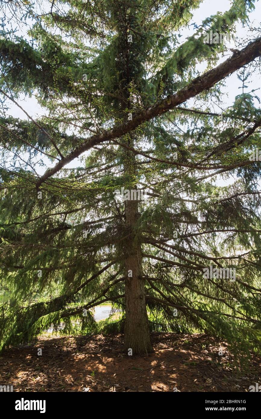 Picea gemmata - Szechwan Spruce tree and Larix gmelinii - Dahurian Larch tree branch, Montreal Botanical Garden, Quebec, Canada Stock Photo
