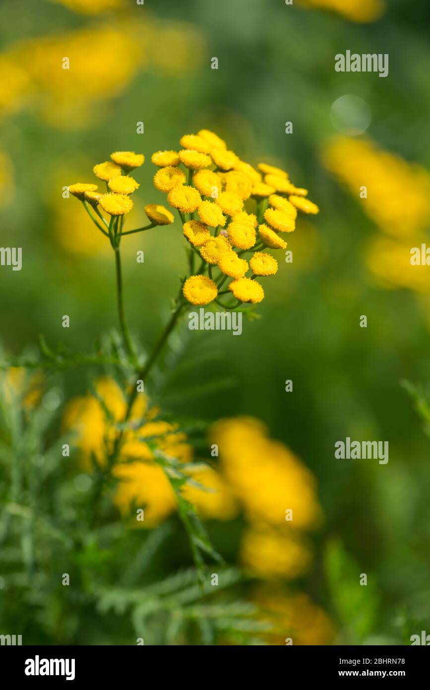 Tansy | Dilston Physic Garden | August 2016 Stock Photo