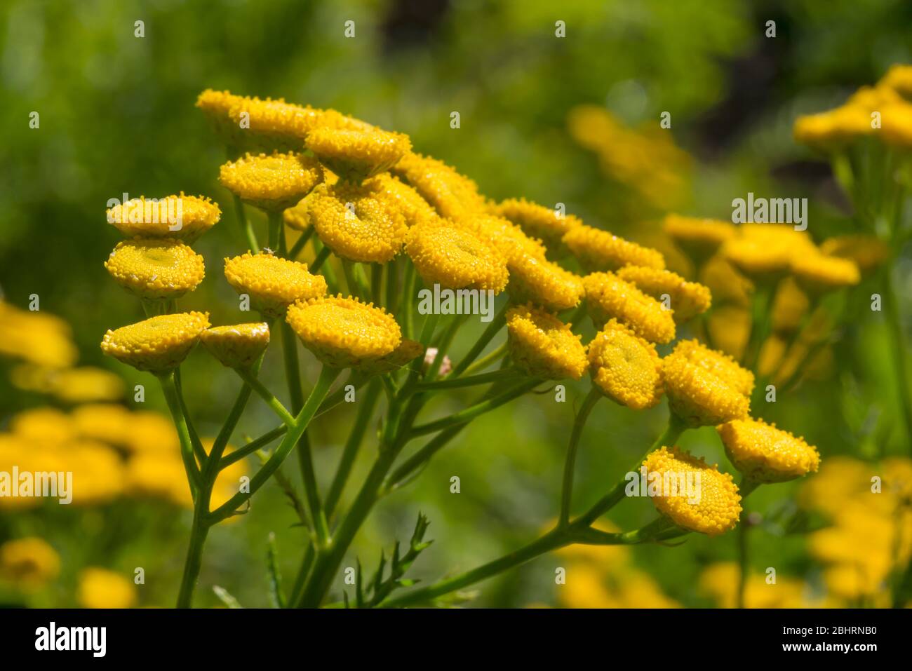 Tansy | Dilston Physic Garden | August 2016 Stock Photo
