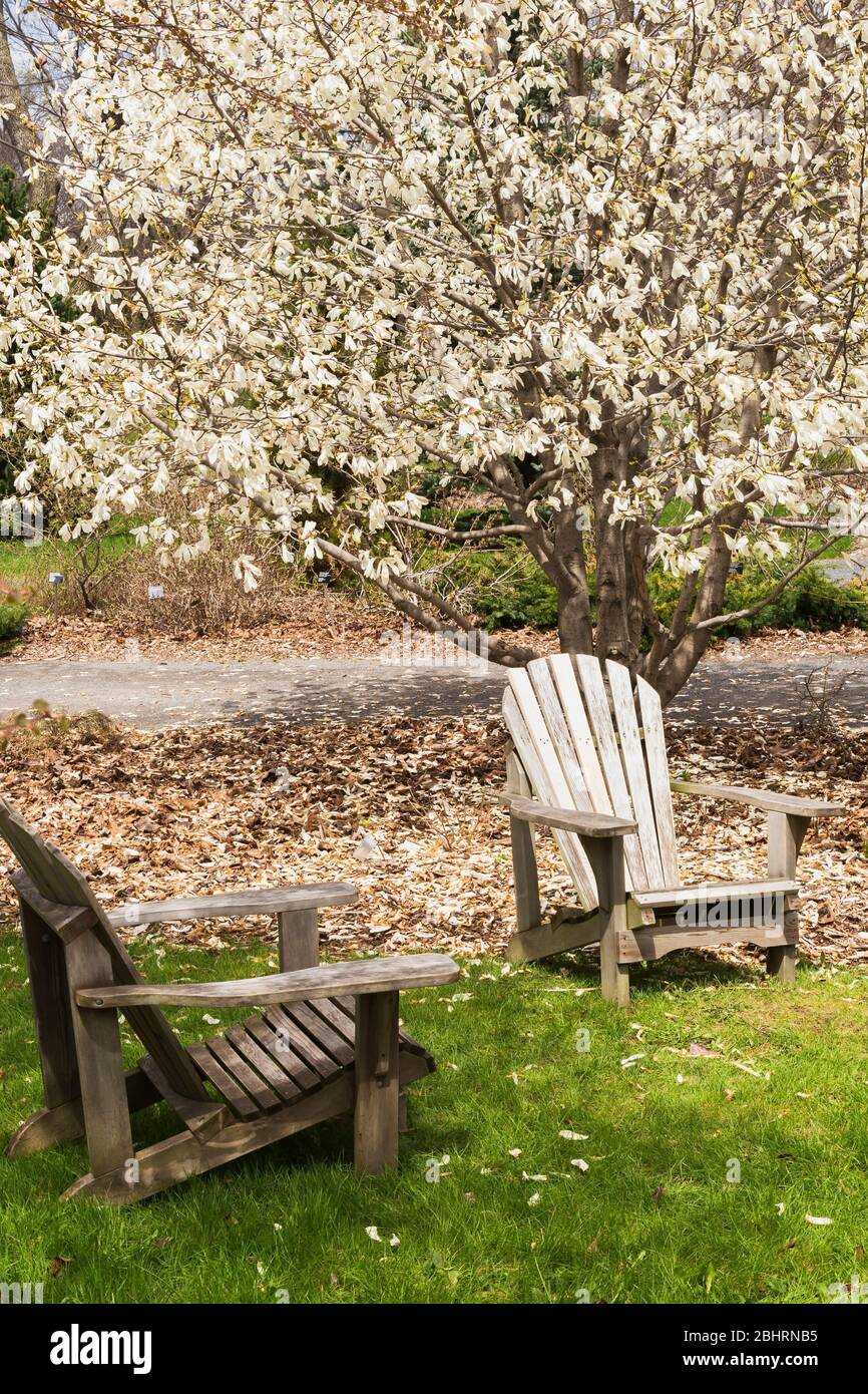Wooden Adirondack chairs and Magnolia kobus 'Esveld Select' tree with white flower blossoms in spring, Montreal Botanical Garden, Quebec, Canada Stock Photo