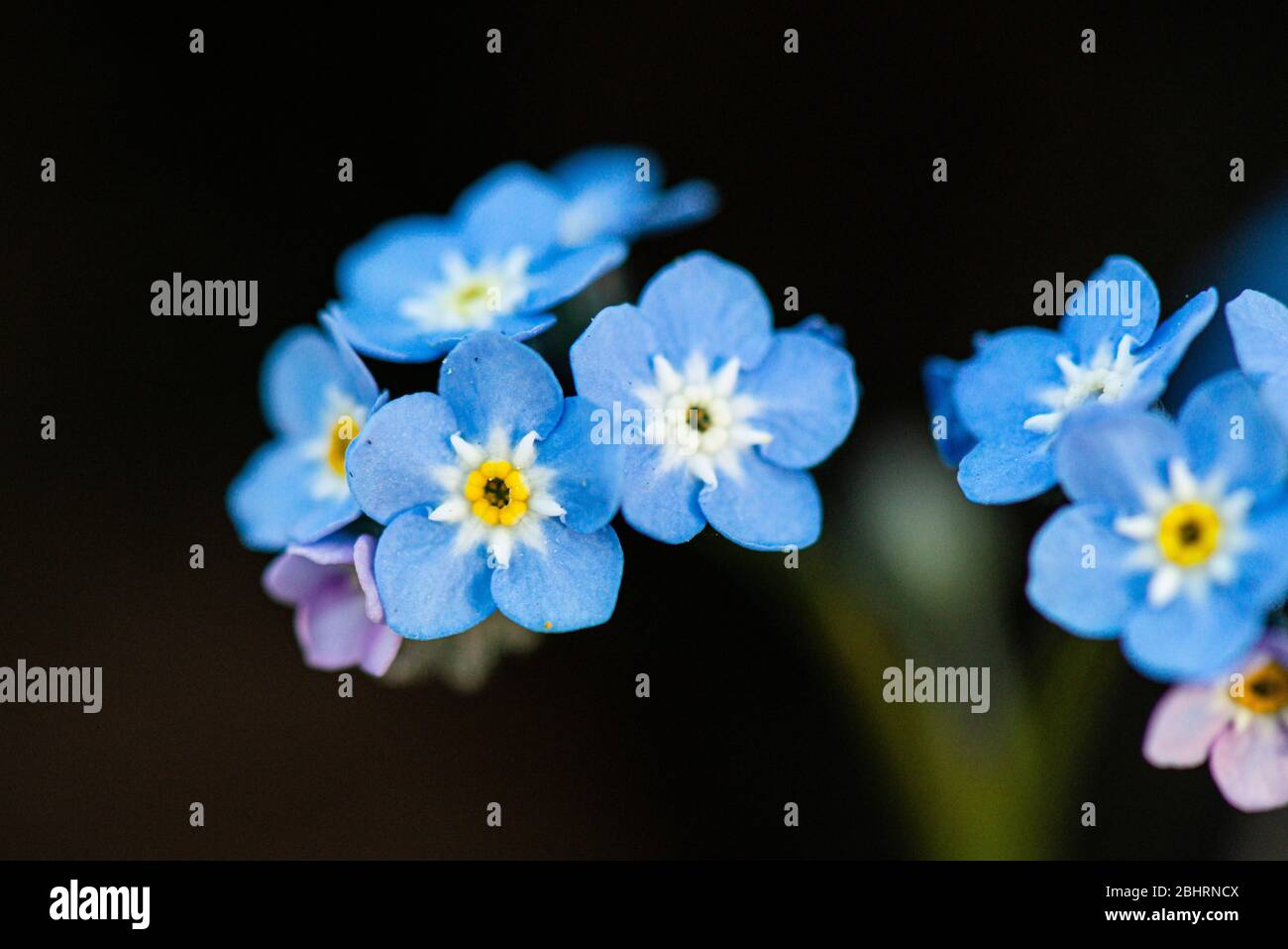 The flowers of a forget-me-not (Myosotis) Stock Photo