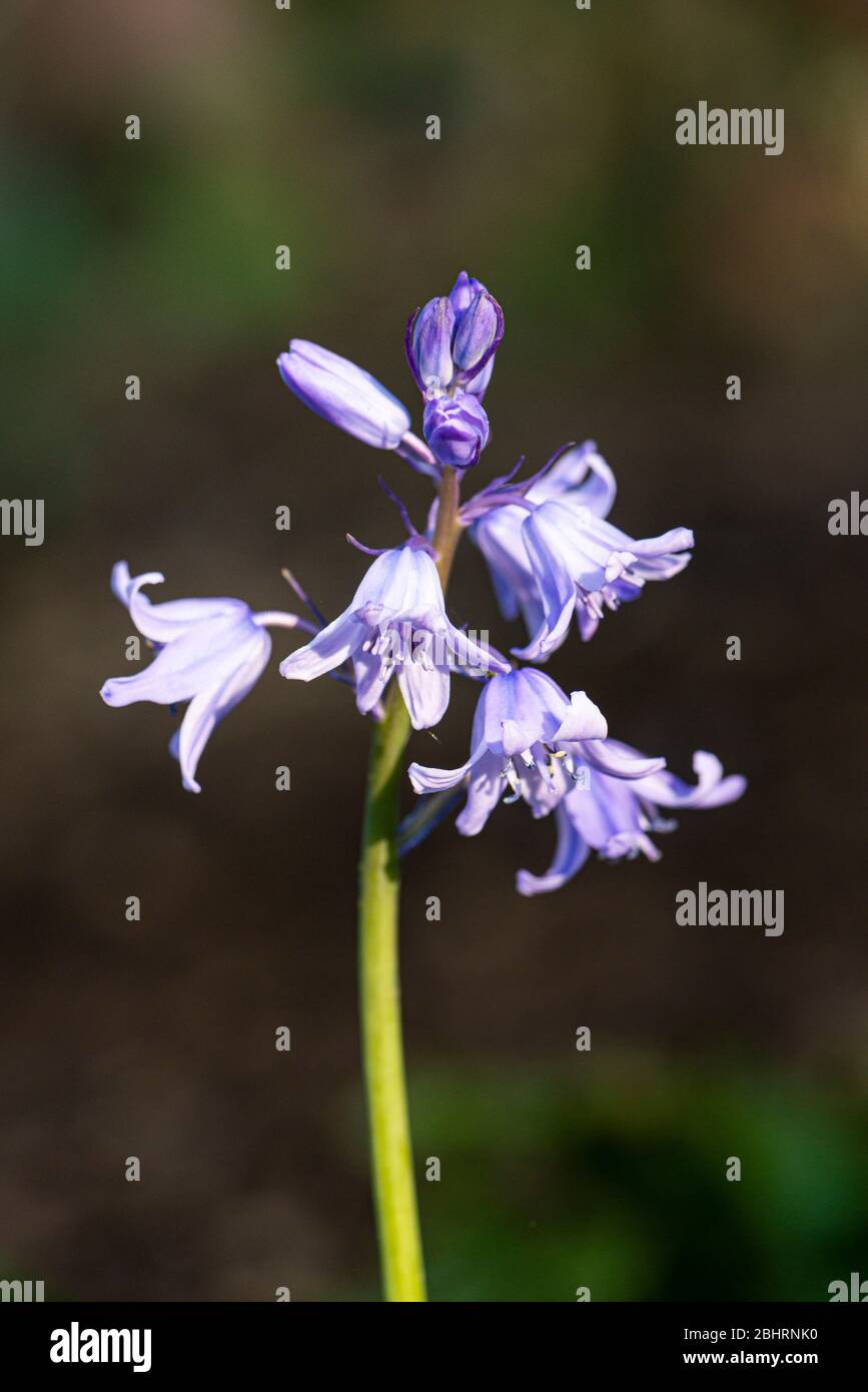 The flowers of a Spanish bluebell (Hyacinthoides hispanica) Stock Photo