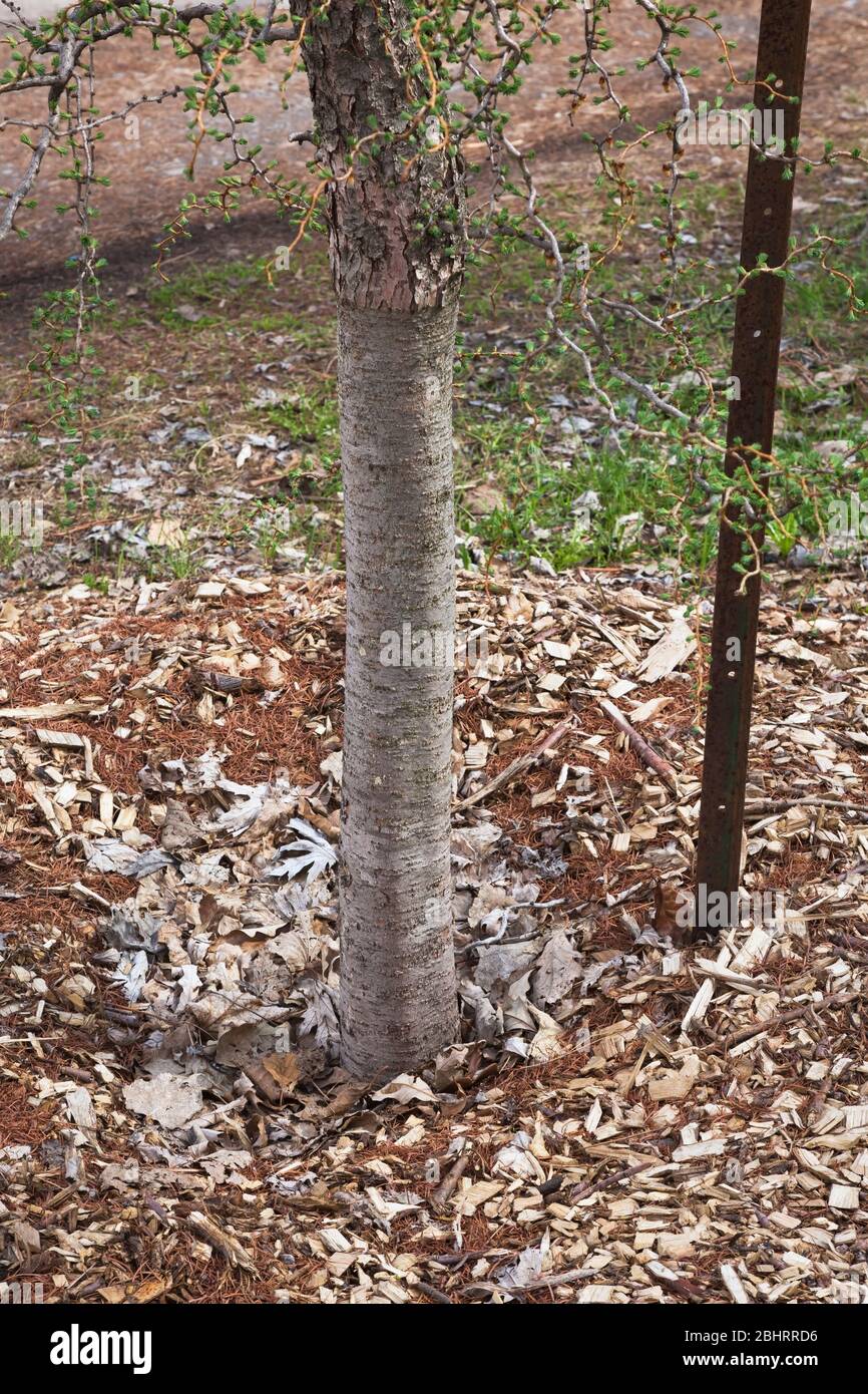 Larix - Larch tree supported with metal spike in mound of mulch with deciduous tree leaves and woodchips Stock Photo