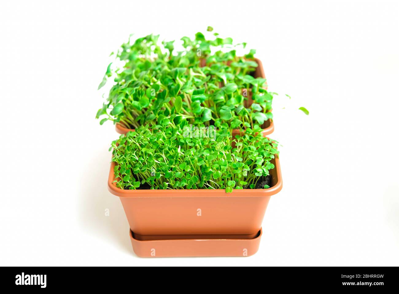 Red radish microgreens in a bowl. Young plants, seedlings and sprouts. Macro food photo, green shoots, healthy eating, vegans, close up from above over white. Biophilic concept. Windowsill garden. Stock Photo
