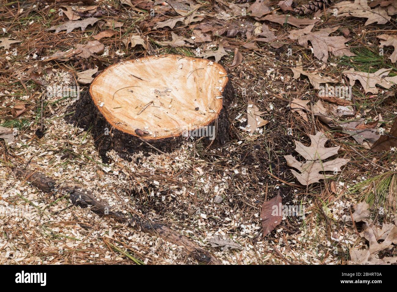 Cut Pinus Pine tree stump with Quercus Oak tree leaves, pine