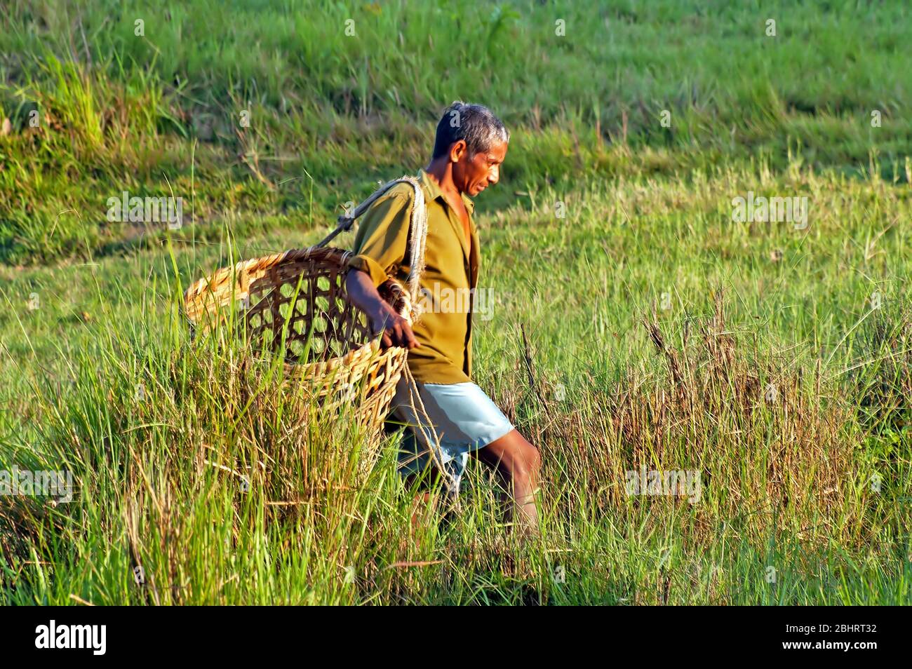 CHITWAN, NEPAL OCTOBER 14, 2008 Nepalese men carries big basket at