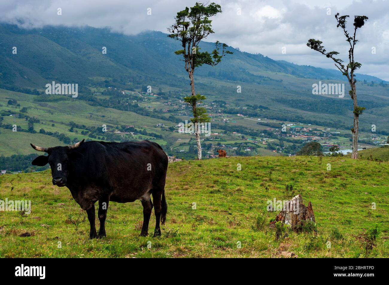 Cows in Calima Lake in Darien in the Cauca Valley, Colombia, South America.  Calima is the largest artificial lake in Colombia with an area of 70 km2. Stock Photo