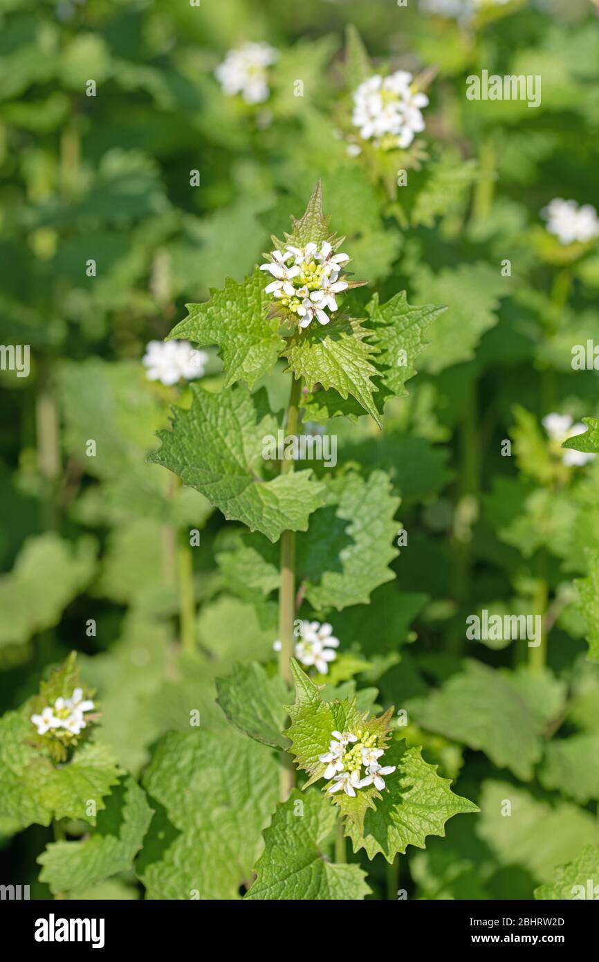 Flowering knoblauchsrauke, Alliaria petiolata, in spring in a close-up Stock Photo