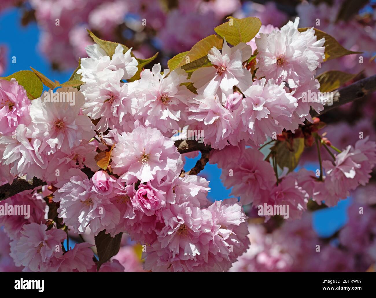 Japanese clove cherry, Prunus serrulata, flowering in spring Stock Photo