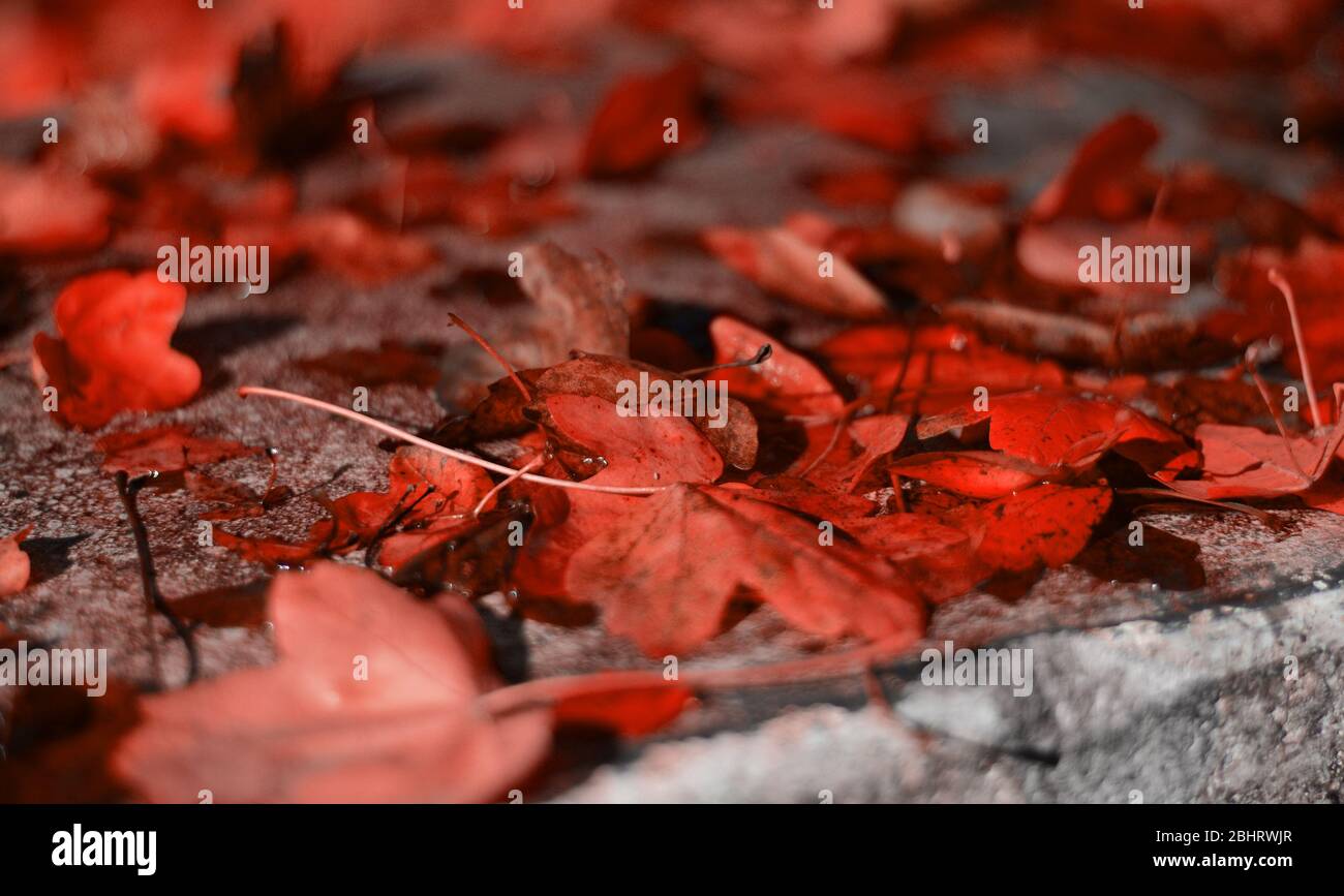 the beautiful colors of autumn Stock Photo