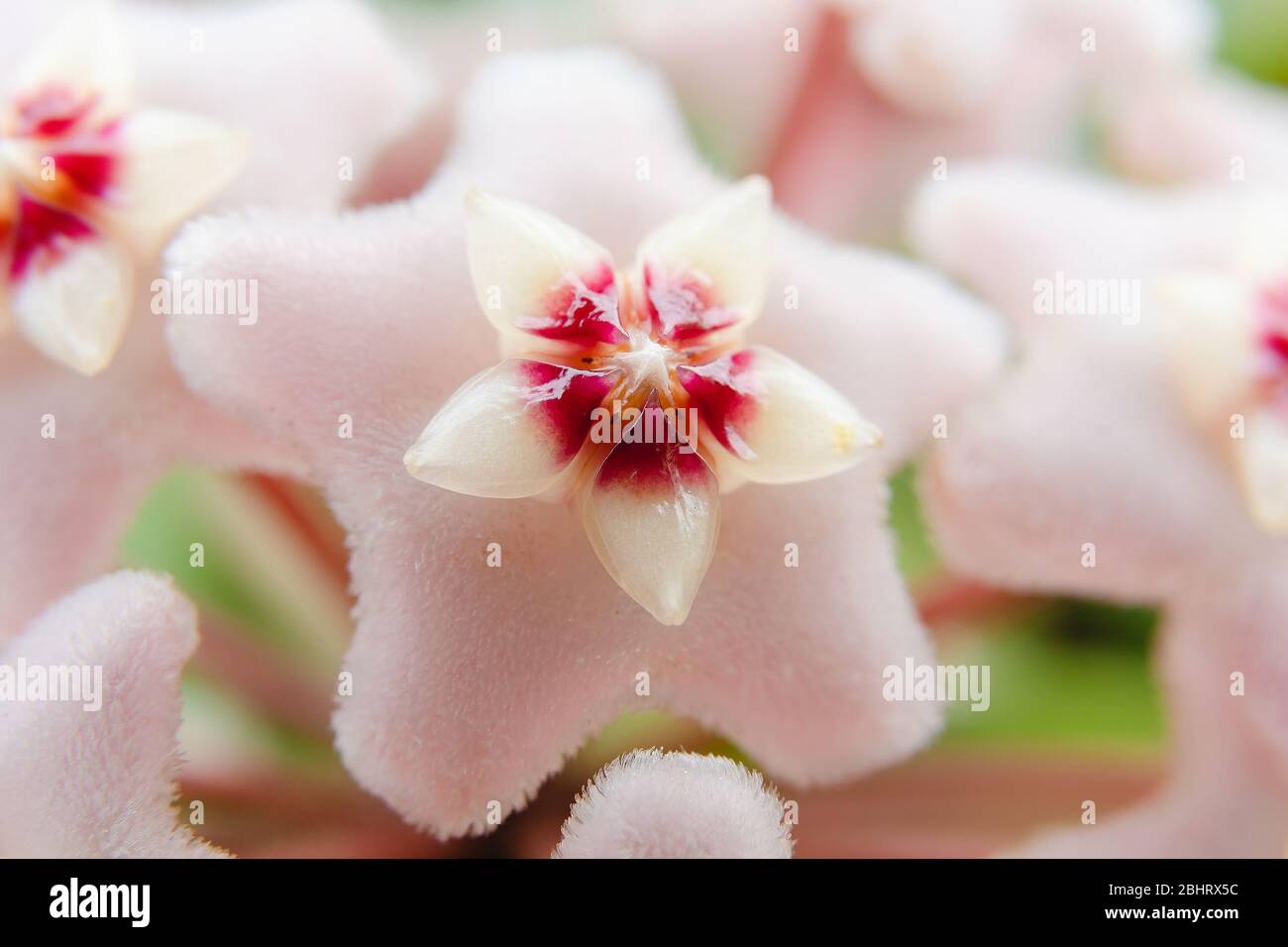 Star shape flower, Hoya Carnosa, also known as porcelain flower or wax plant. Macro photo on the flower. Stock Photo