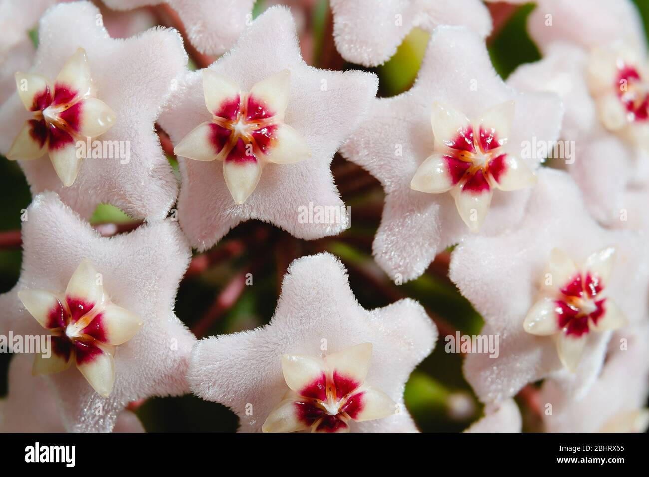 Star shape flower, Hoya Carnosa, also known as porcelain flower or wax plant. Macro photo on the branch of flower. Stock Photo