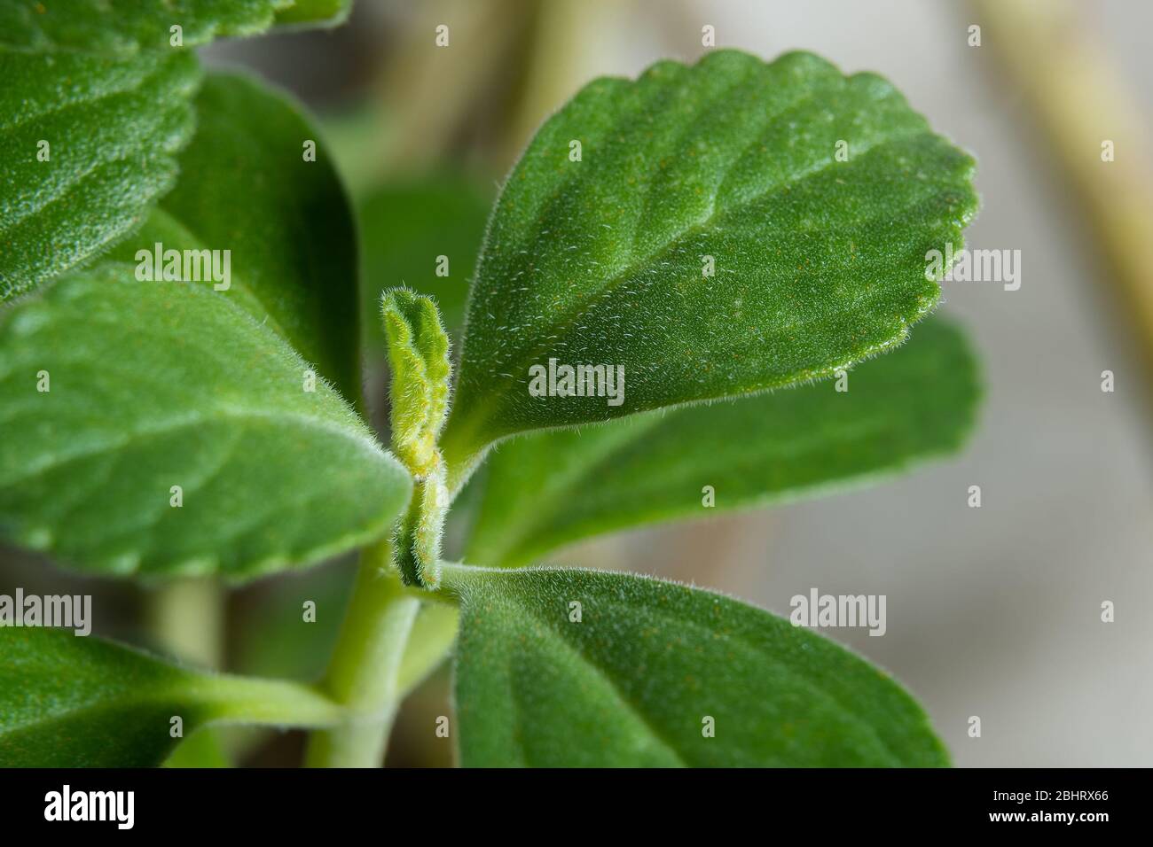 Growing Boldo plant. Green plant with medicinal powers. Stock Photo