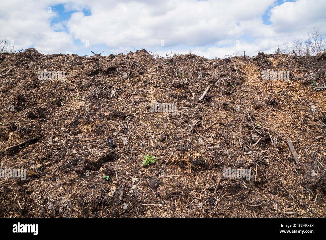 Pile of twigs, branches, leaves and woodchips composting Stock Photo