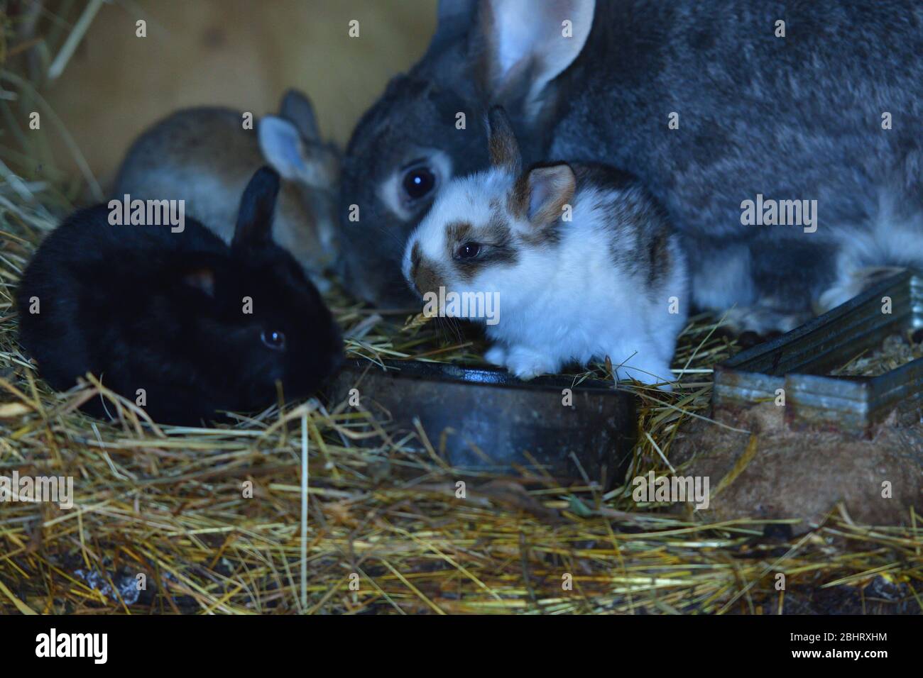 Domestic rabbit mother with small bunny eating grass in the nest Stock