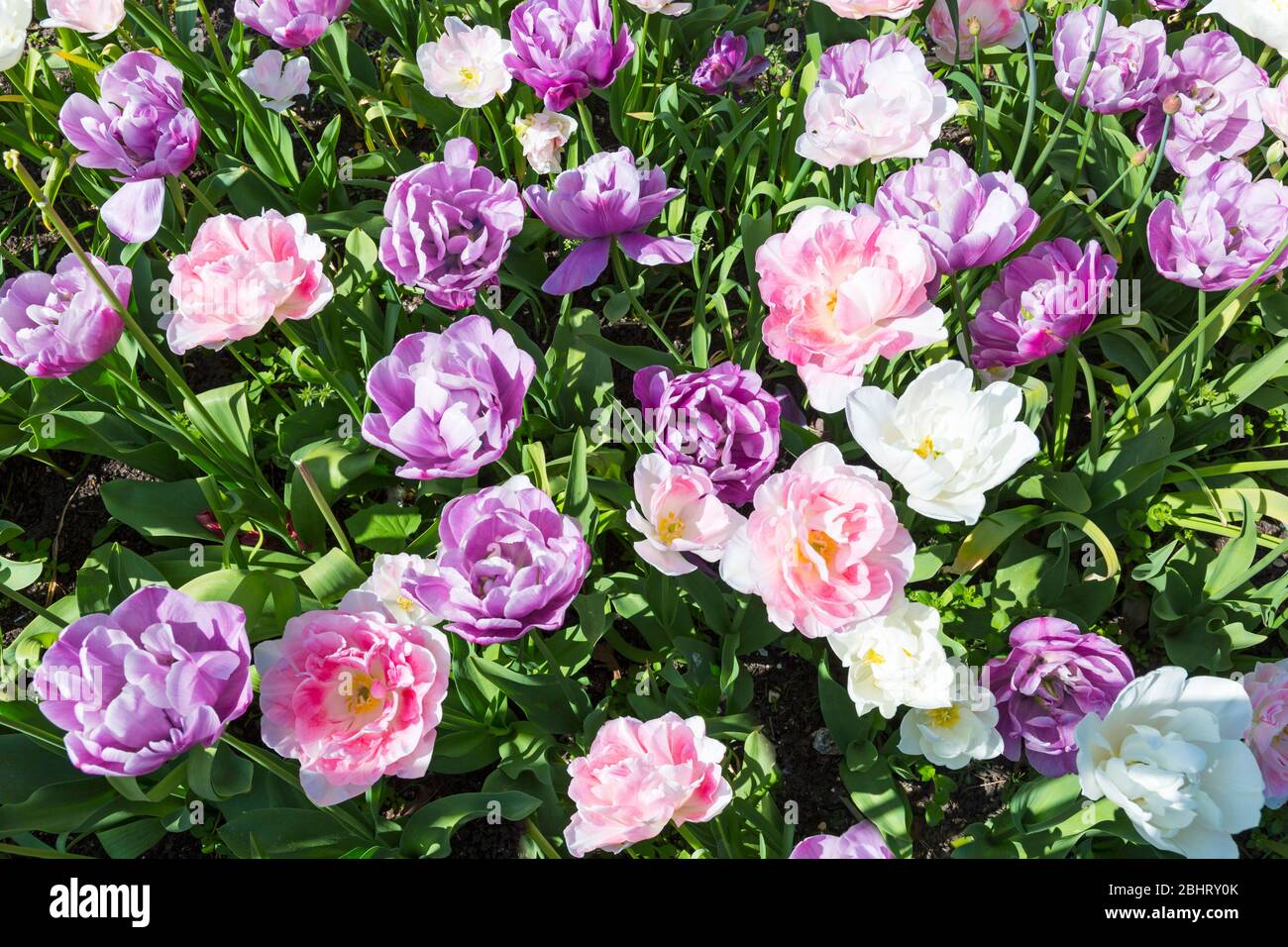 tulip display at Bournemouth Lower Gardens, Bournemouth, Dorset UK in