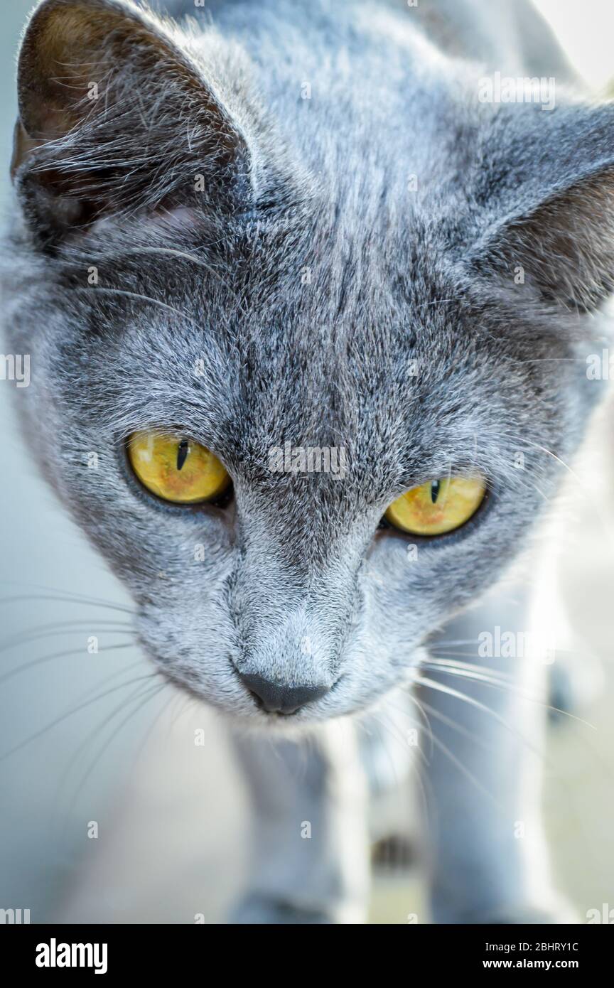 Young Playful Cat Breed Russian Blue Portrait Focus On Cat Eyes 