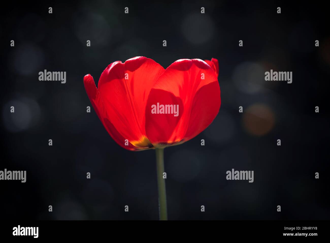 Single red tulip flower on black background Stock Photo