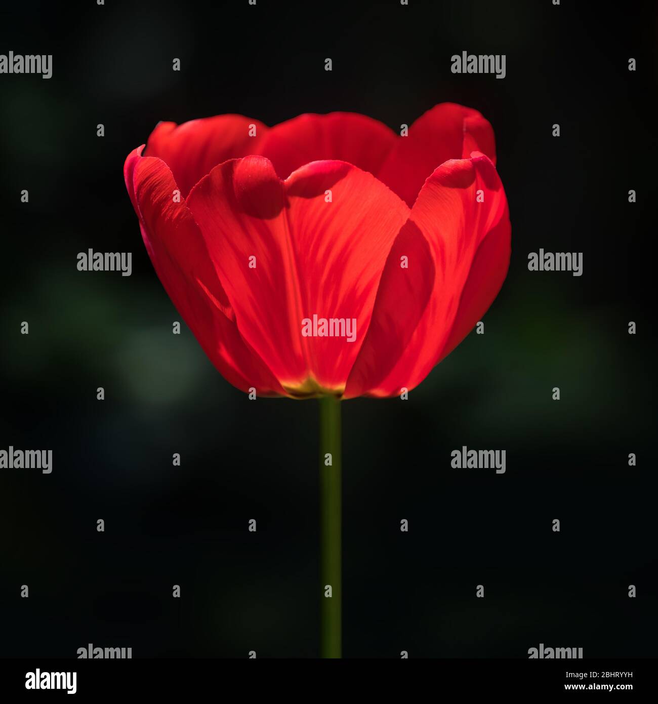 Single red tulip flower on black background Stock Photo