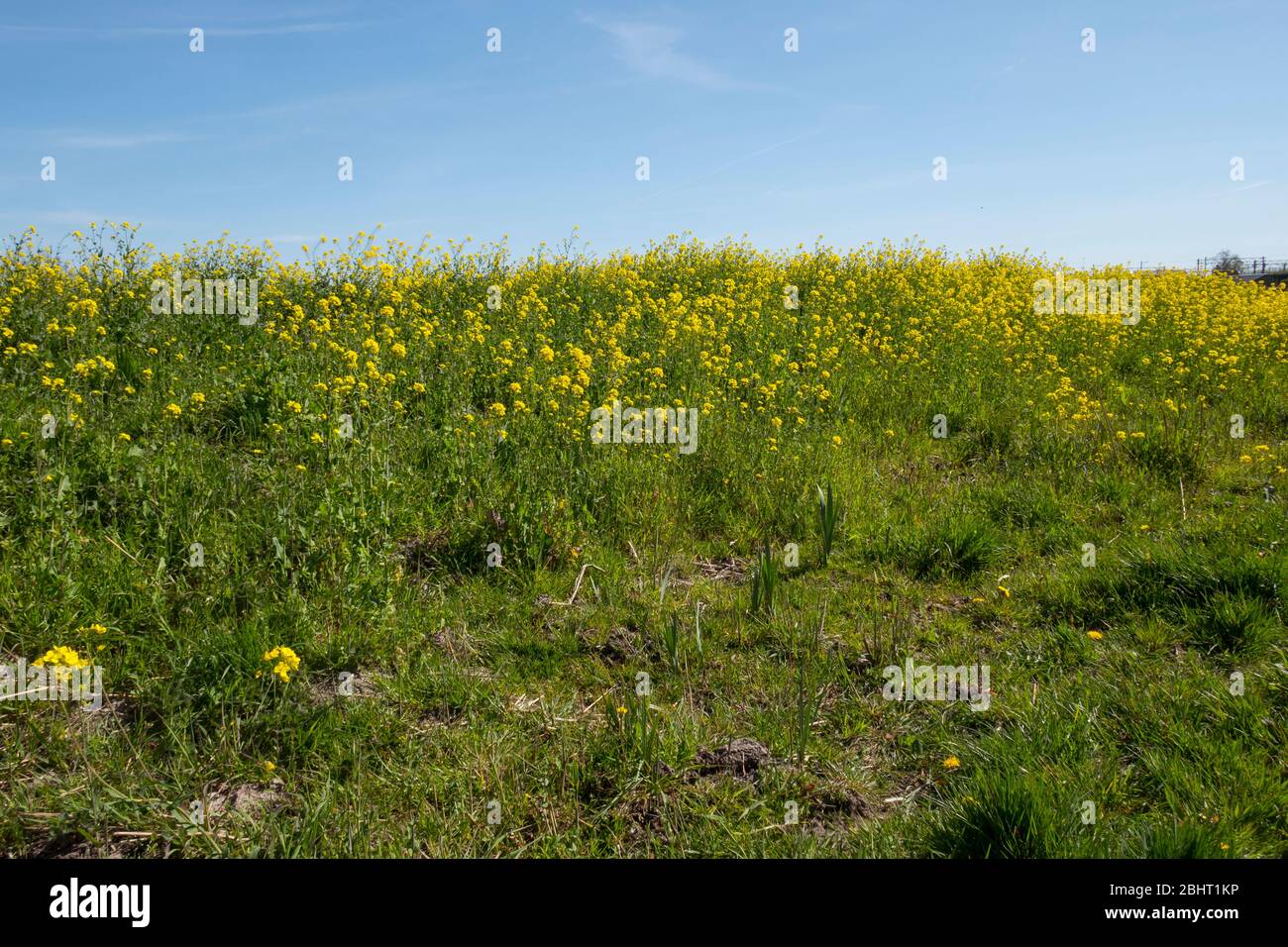 field with oilseed or rapeseed with blue sky Stock Photo