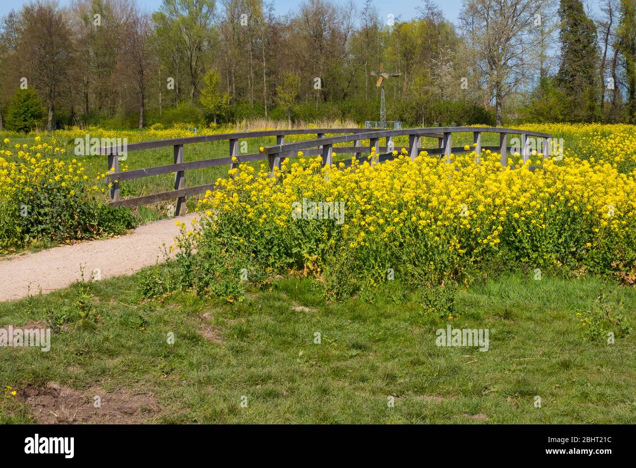 forest and wooden bridge with yellow rapeseed or oilseed and small windmill Stock Photo