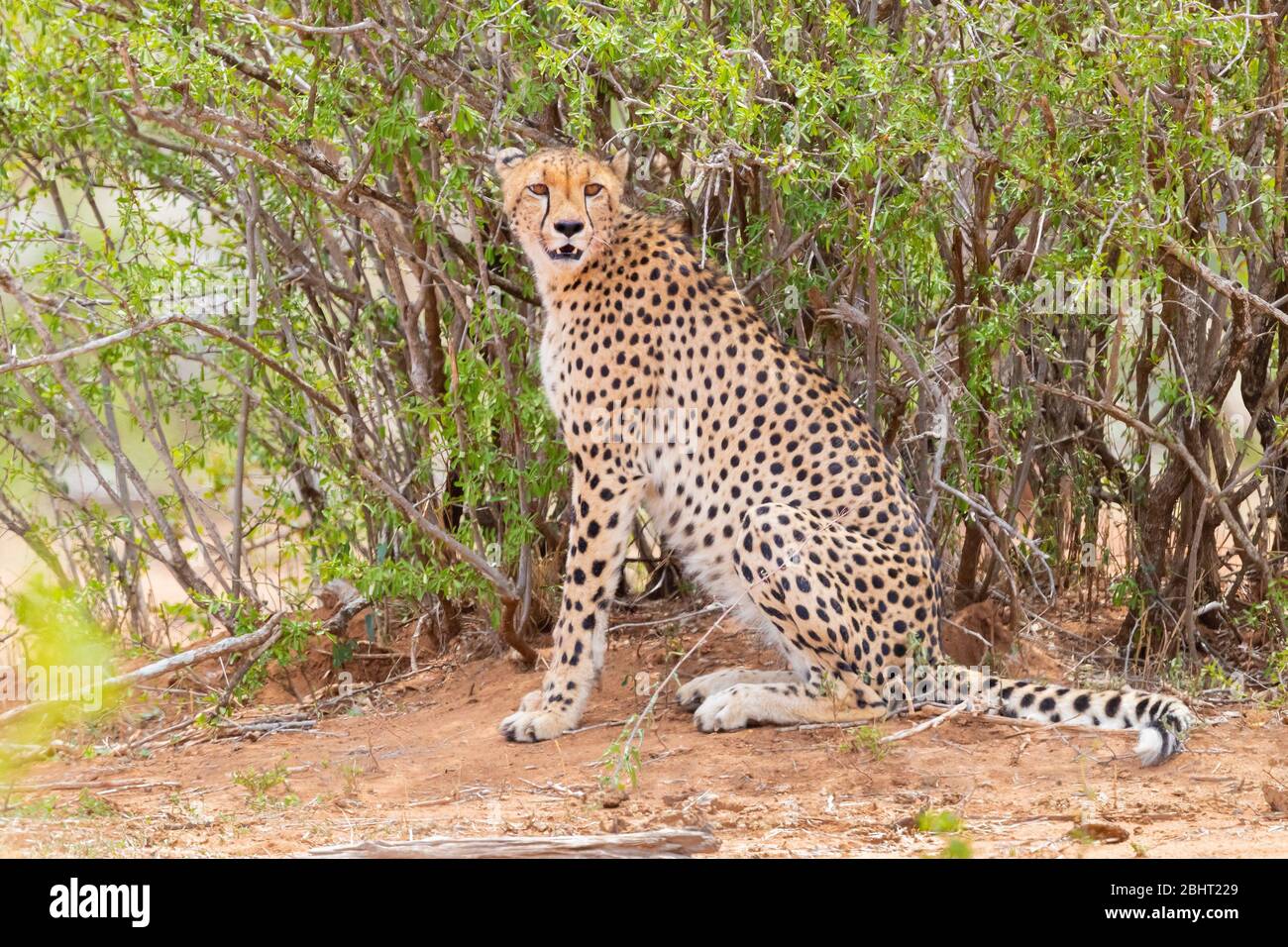 Cheetah (Acinonyx jubatus), adult female resting under a bush, Mpumalanga, South Africa Stock Photo