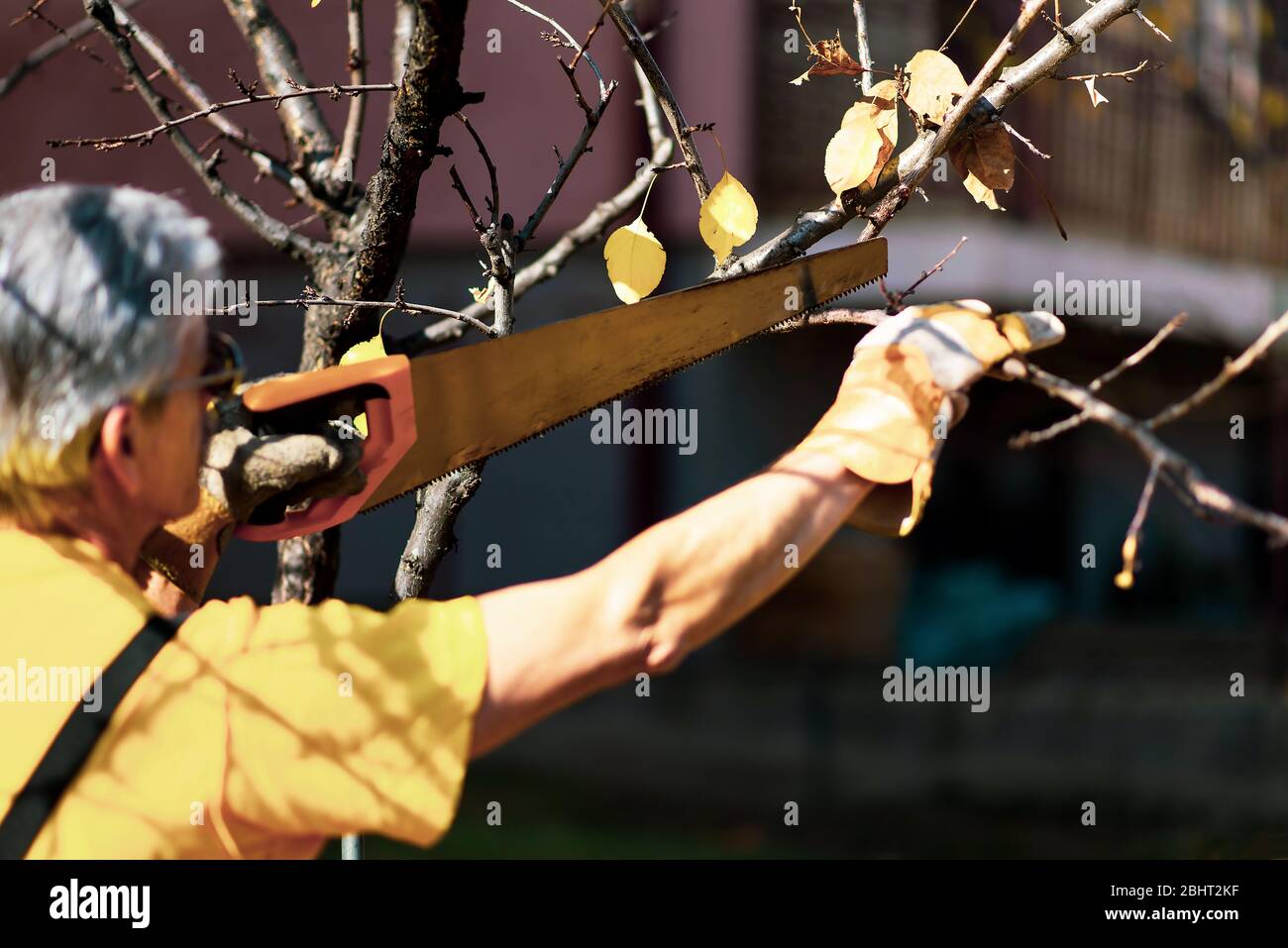 Man pruning tree cutting old branches with a saw in autumn Stock Photo