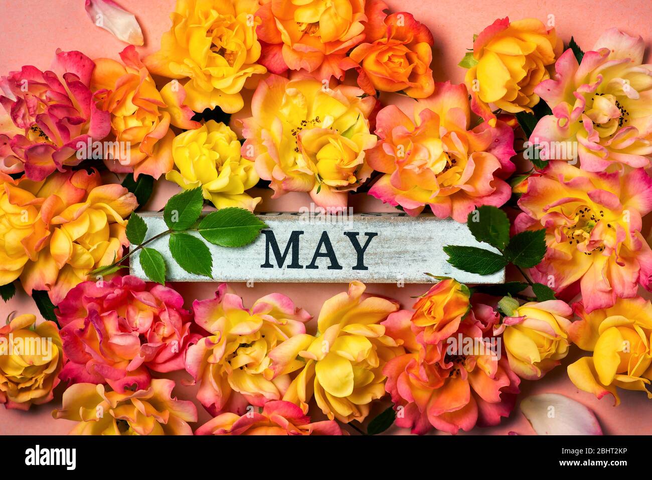 Month of may abstract card with yellow and orange roses on pastel background Stock Photo