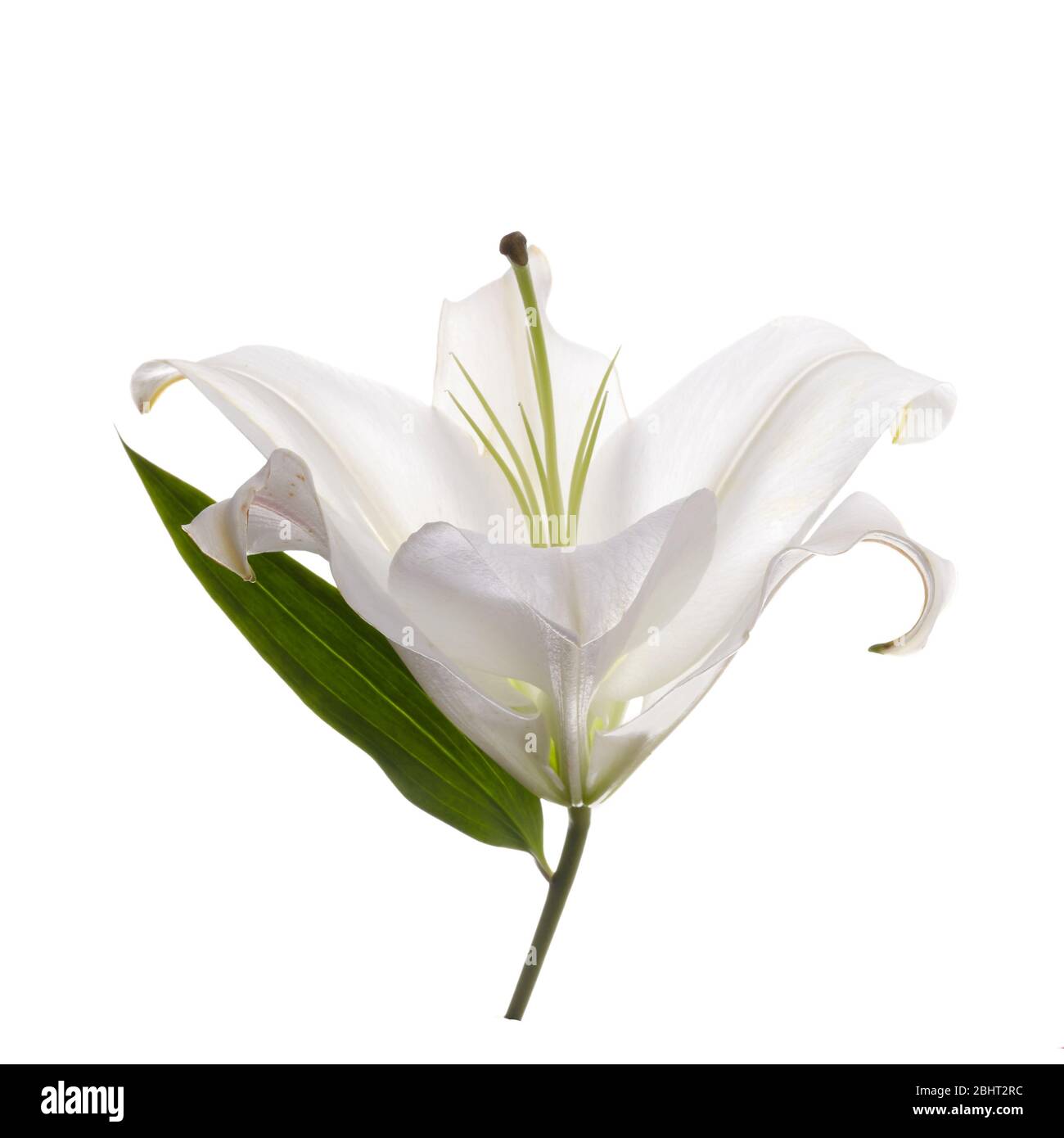 Flower white lily isolated on white background Stock Photo - Alamy