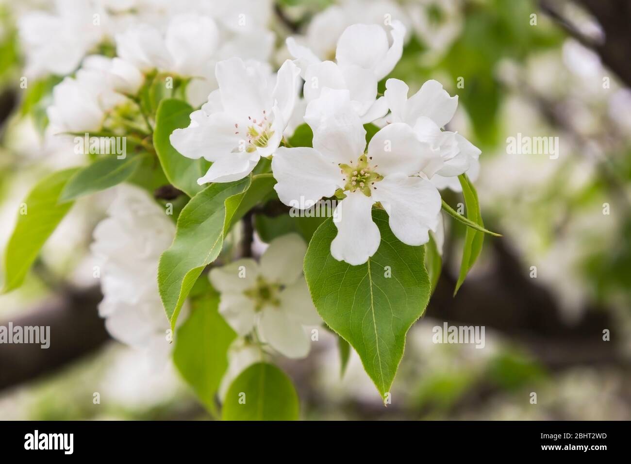 Pyrus ussuriensis 'Curly' - Chinese Pear tree flower blossoms in spring Stock Photo