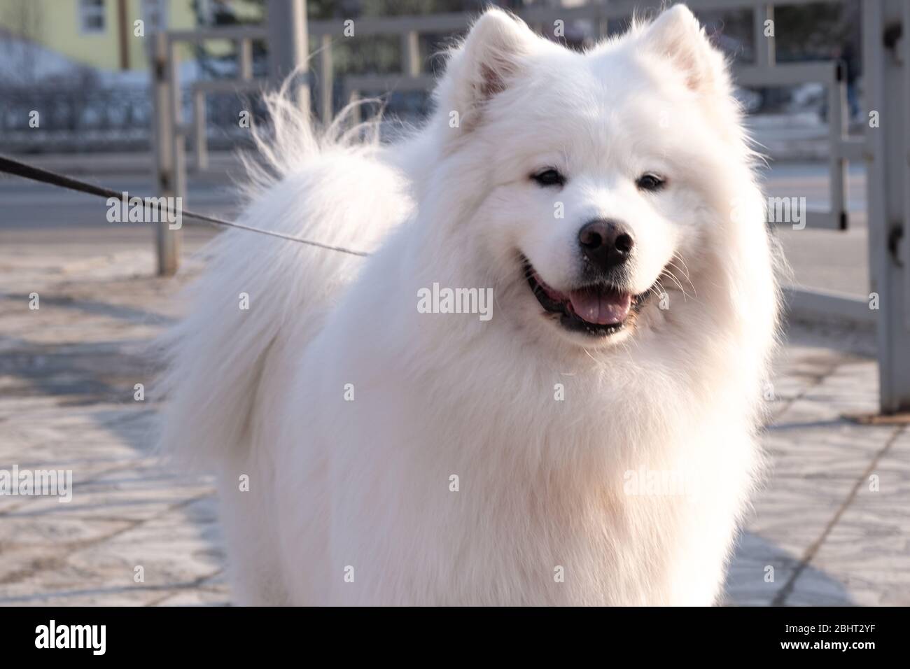 American Eskimo Dog looking up at the camera Stock Photo