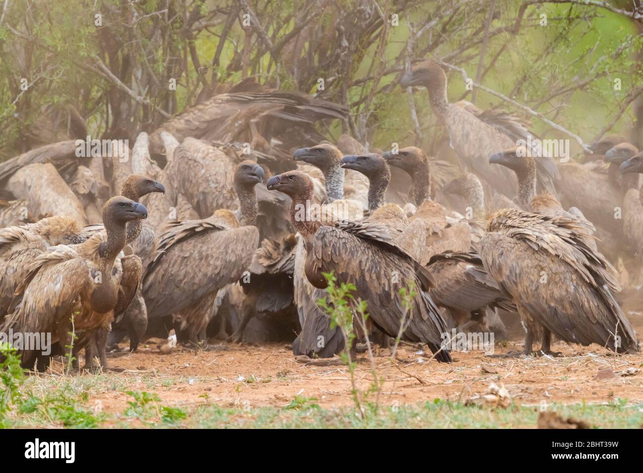 White-backed Vulture (Gyps africanus), a flock feeding on a carcass, Mpumalanga, South Africa Stock Photo