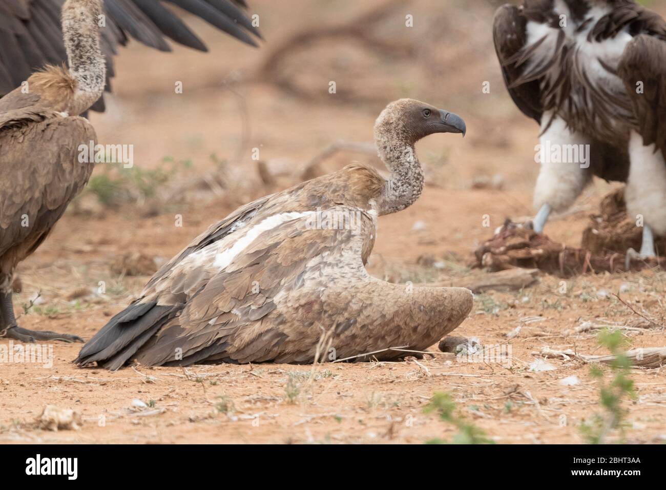 White-backed Vulture (Gyps africanus), immature crouched on the ground, Mpumalanga, South Africa Stock Photo