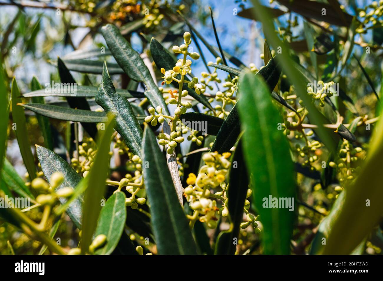Olive tree pollen is highly allergic to people with respiratory problems and allergies. Stock Photo