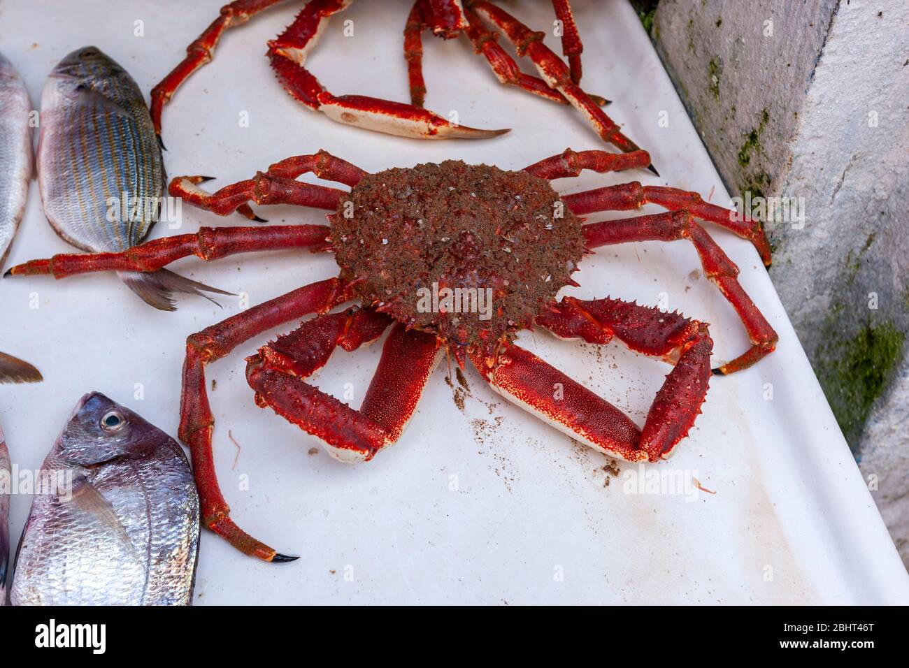 Spider crab in Fish market in Essaouira, Morocco Stock Photo