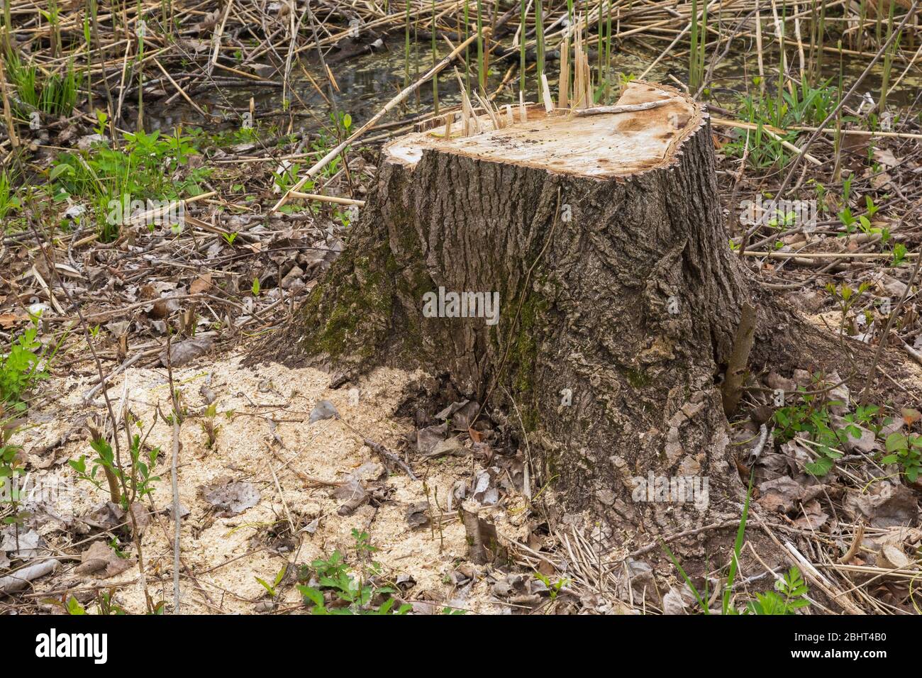 Cottonwood stump hi-res stock photography and images - Alamy