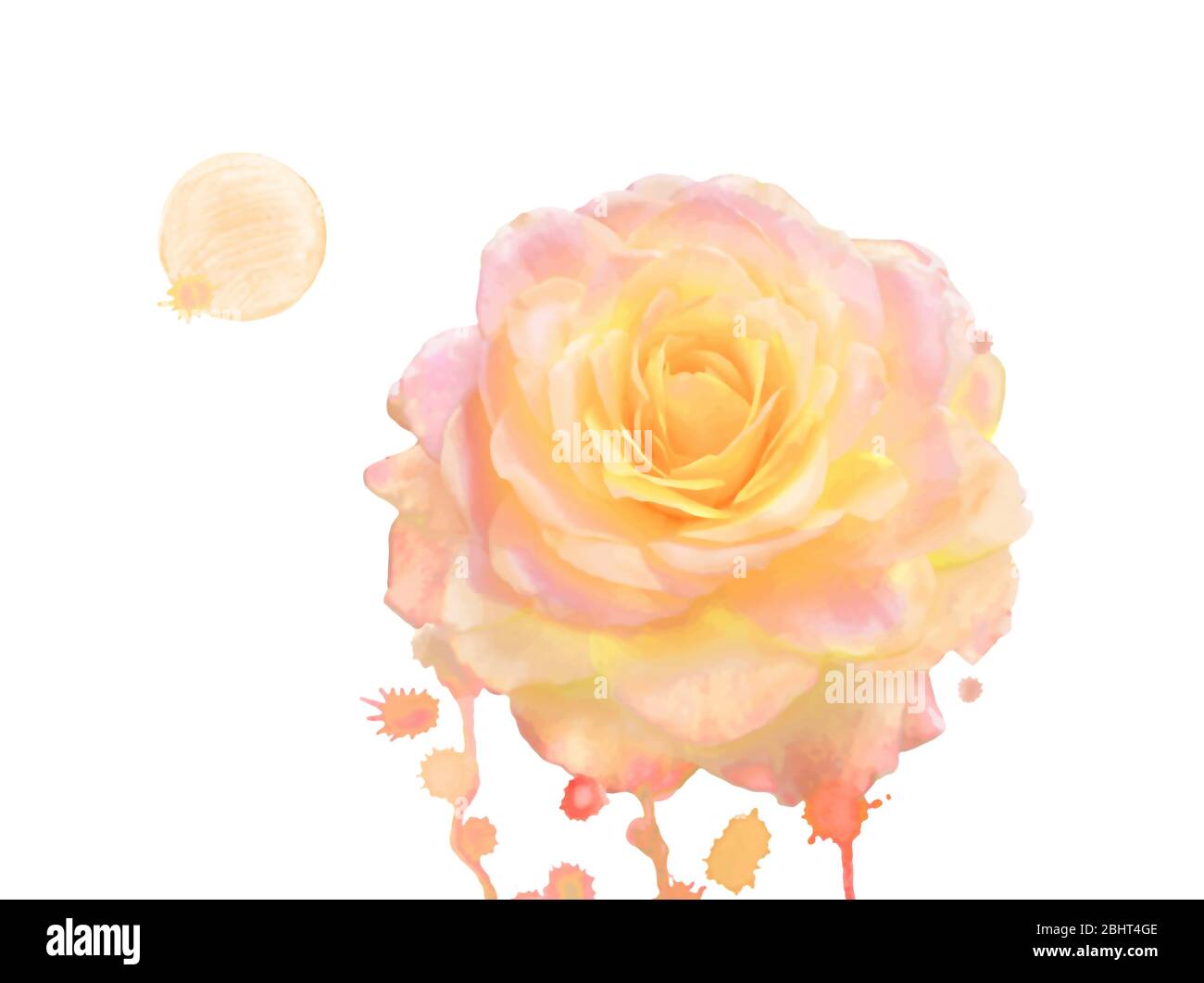 Beautiful colorful rose flower isolated on white background Stock Photo ...