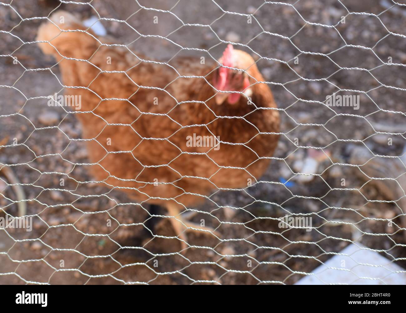 Brown chicken behind a barbed wire fence. Stock Photo