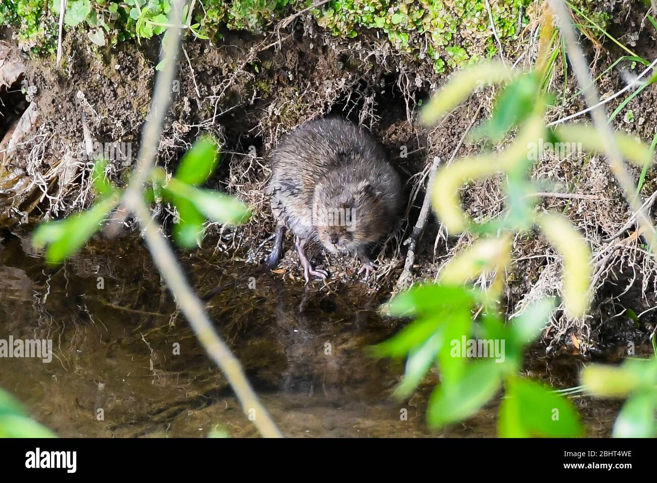 un oiseau qui vole