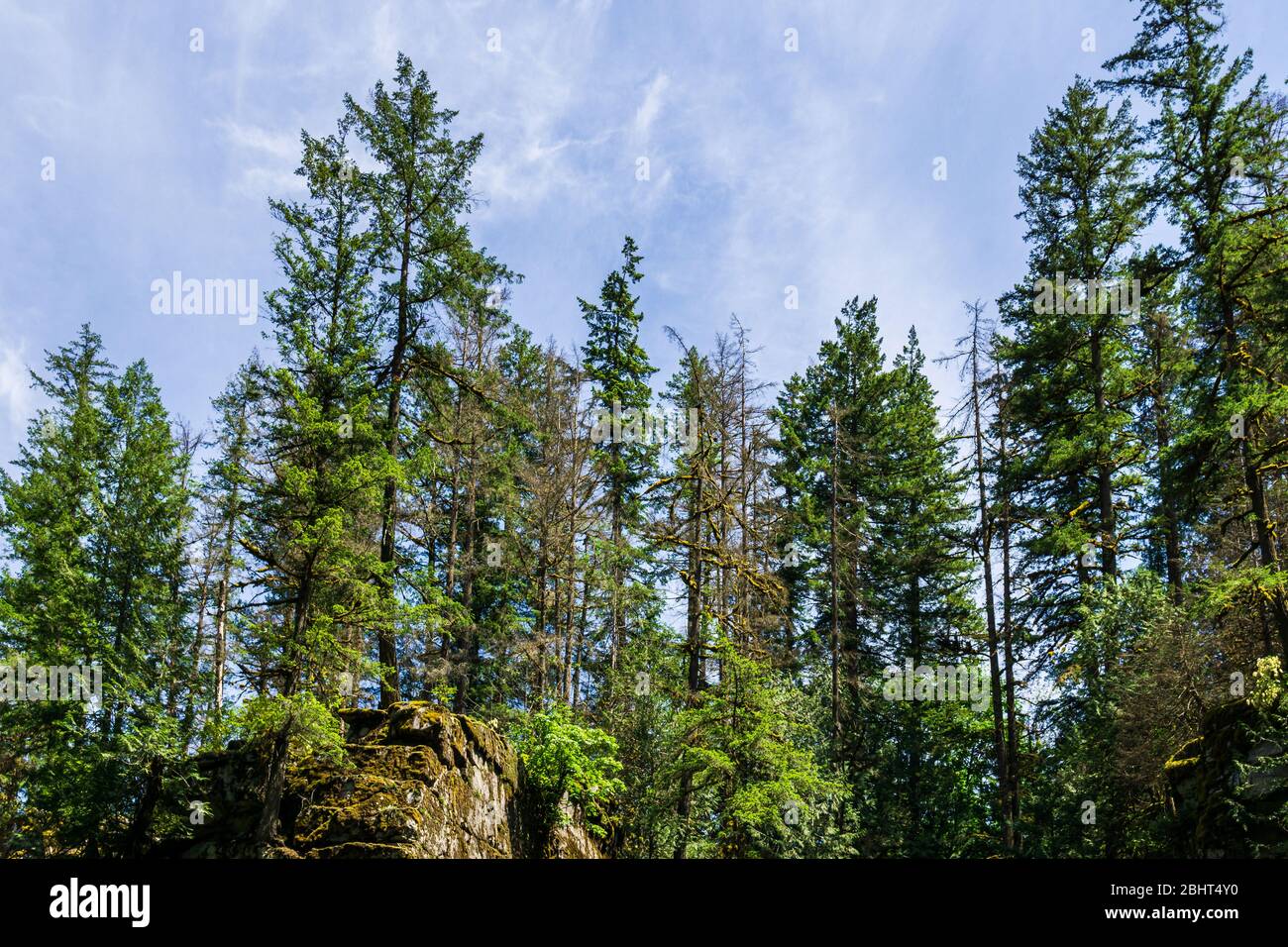 looking up into the blue sky through green crown of trees Stock Photo ...