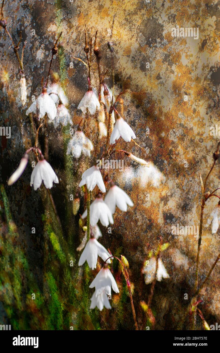 A clump of Autumn Snowflake flowers growing in a rockery setting Stock Photo