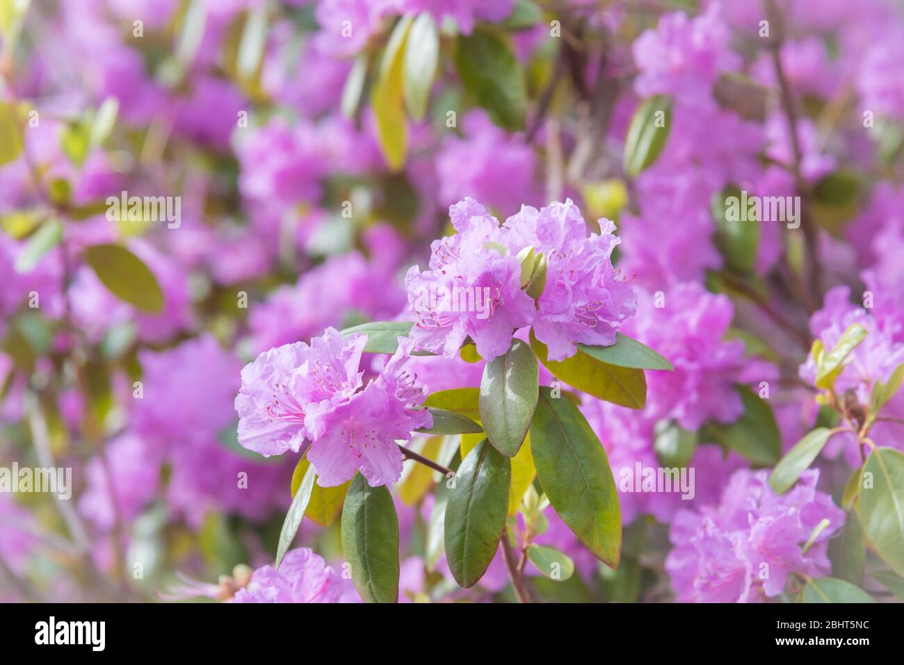 Rhododendron bush covered in pink flowers in springtime Stock Photo