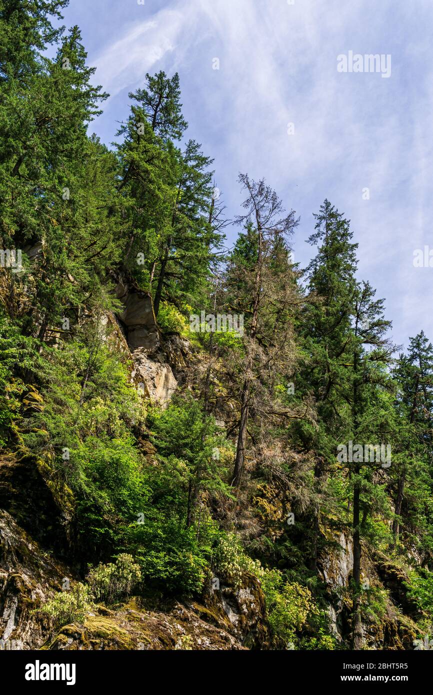 looking up into the blue sky through green crown of trees Stock Photo ...
