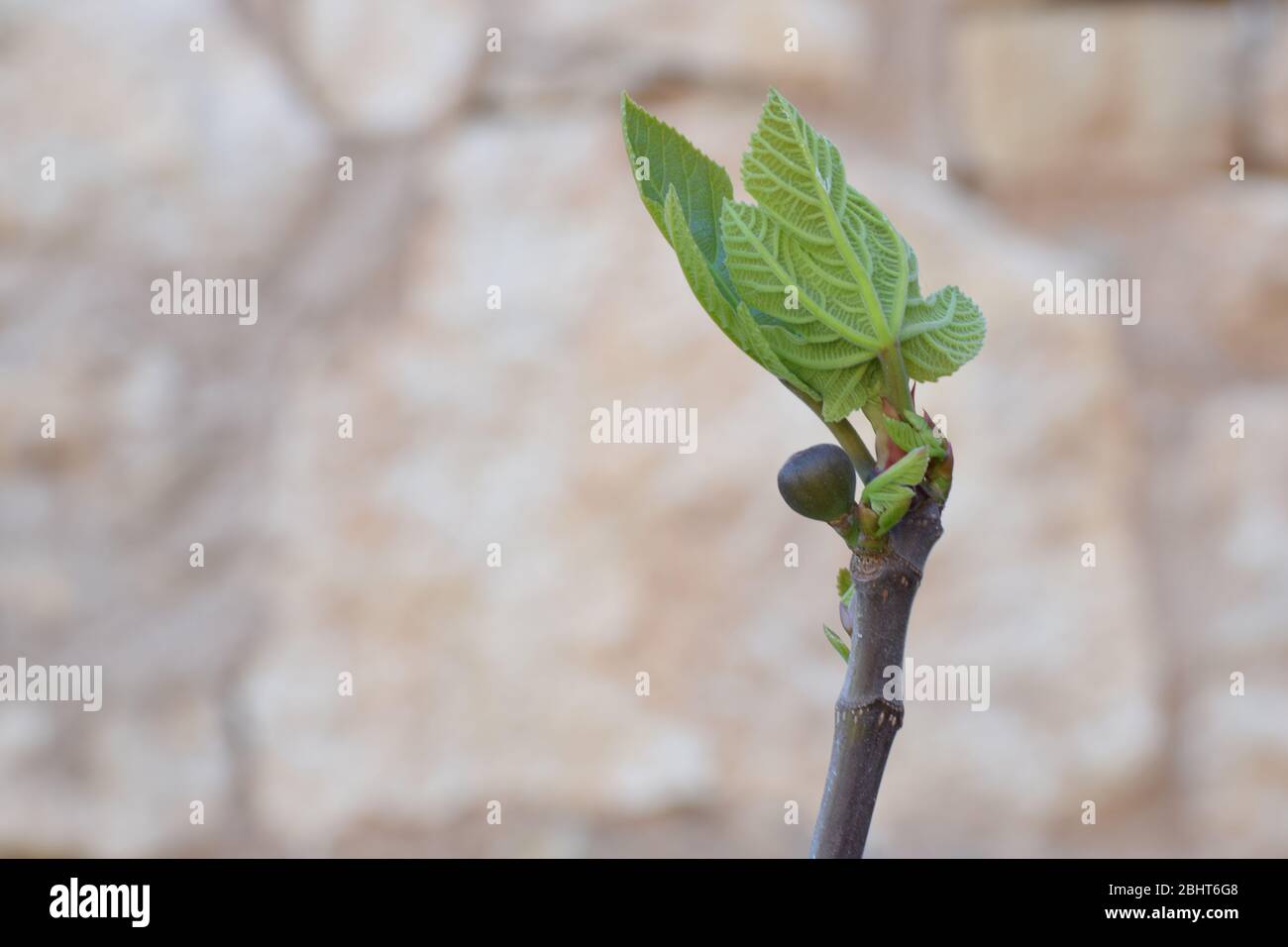 Dripping ripe fig on the tree, Stock Photo