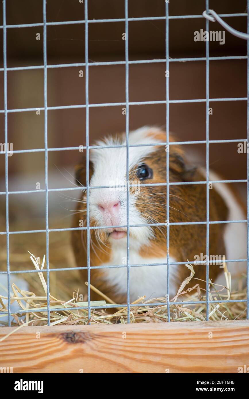 Adult boar Guinea pig in cage, looking out through wire mesh. Stock Photo